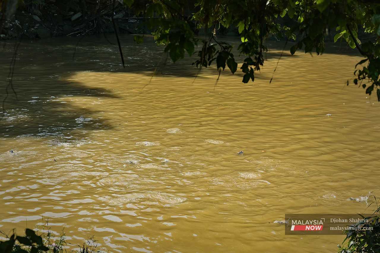 In one area at Sungai Langat, suckermouth catfish are often seen moving in groups and behaving aggressively towards local species such as temoleh and arowanas.