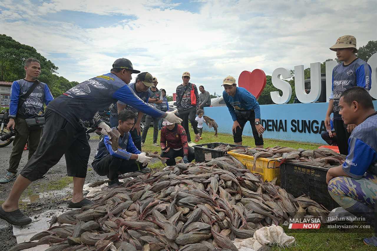 Sebanyak 700 kg ikan bandaraya berjaya ditangkap dengan perangkap jala yang melibatkan lebih kurang 100 sukarelawan pemancing dan penjala di sekitar Lembah Kelang.