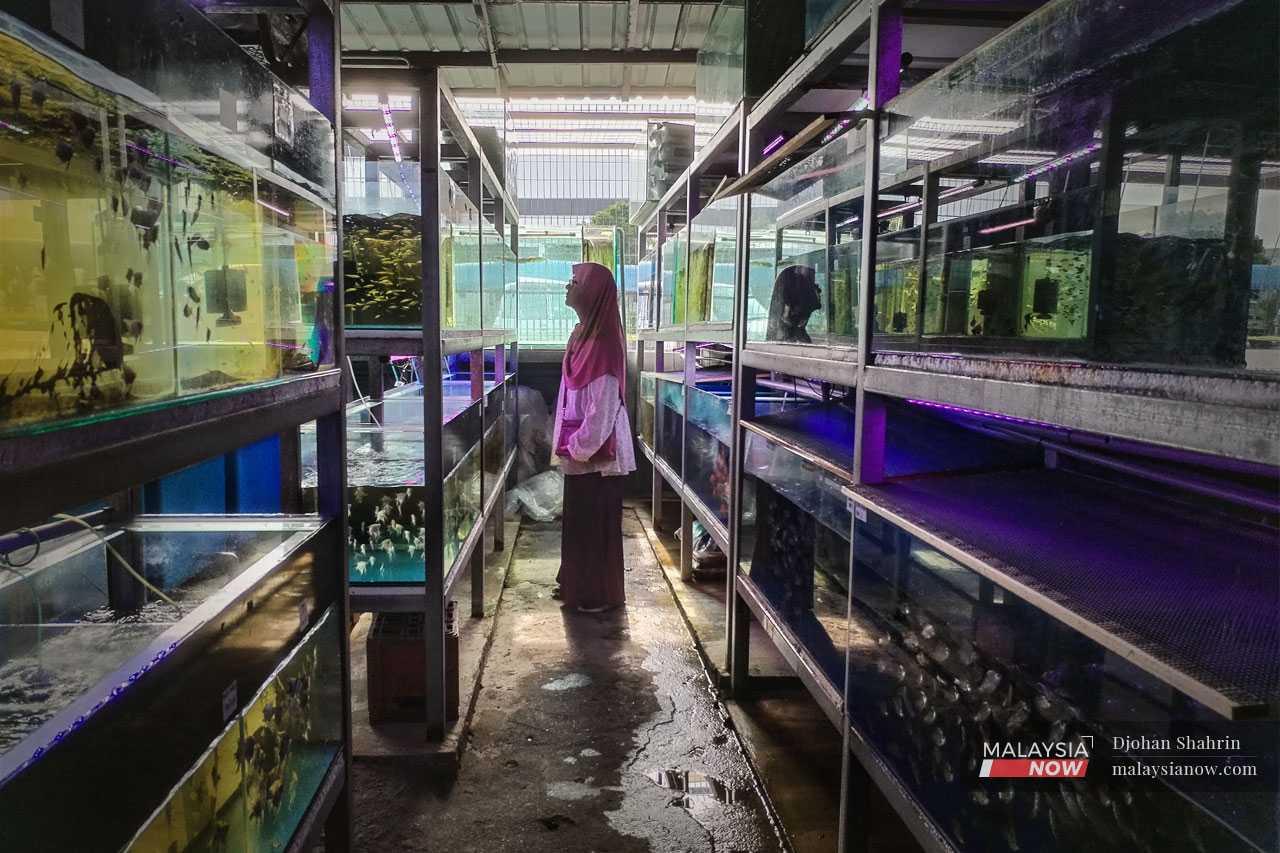 Ikan tombot, lebih popular dengan jolokan ikan bandaraya kerana fungsinya menjadi 'tukang bersih' akuarium, di mana ia memakan alga pada cermin dan juga membersihkan saki baki makanan ikan yang terselit di dasar.