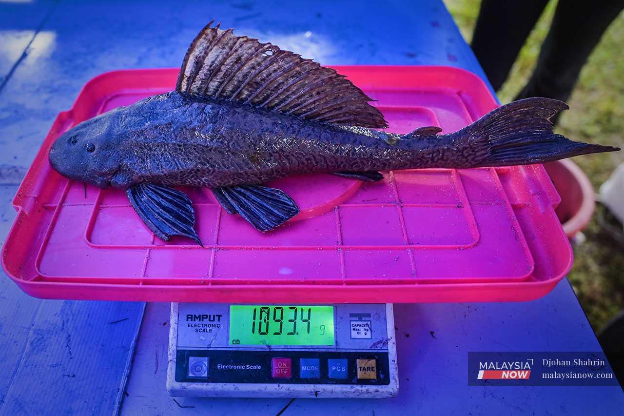 Some suckermouth catfish can weigh more than 1kg.