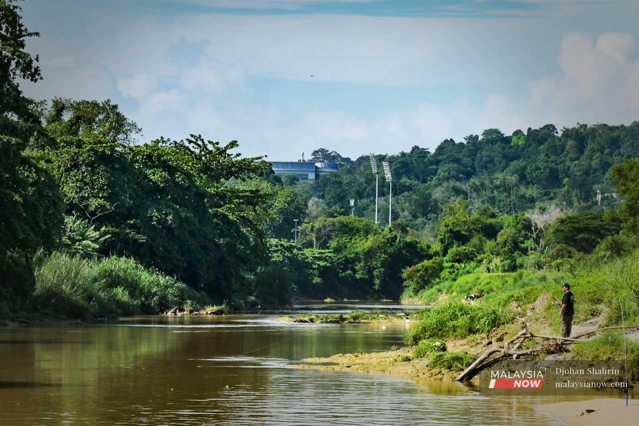 Masalah timbul apabila ikan bandaraya ini dilepaskan di sungai apabila meningkat dewasa, kemudiannya menjadi agresif apabila membesar, dan menyumbang kepada menyumbang kepada kemusnahan ekosistem sungai tempatan.