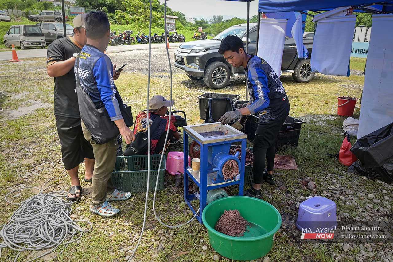 Ikan bandaraya yang siap dipotong kemudian dimasukkan dalam pengisar untuk dijadikan makanan ikan, sebelum melalui proses seterusnya yang akan dijadikan pelet.