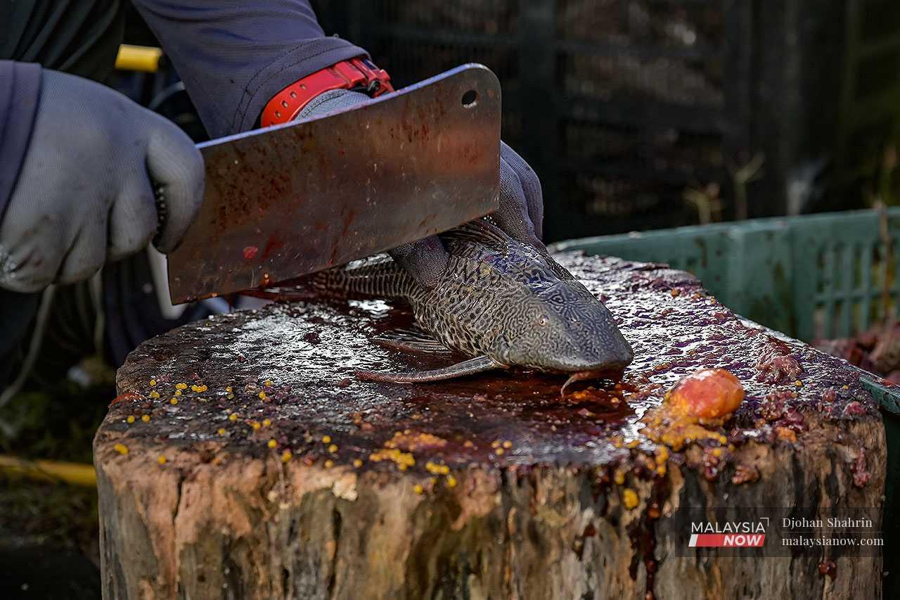 The fish are then chopped into small pieces to be made into fish feed.