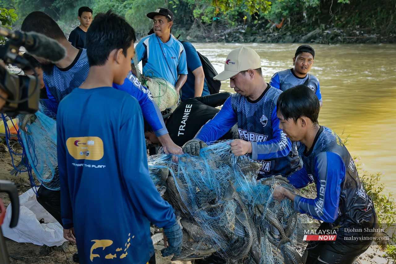 Beberapa sukarelawan lain membantu mengangkat jala yang berat berisi puluhan ikan bandaraya semasa aktiviti menangkap ikan di Sungai Langat.