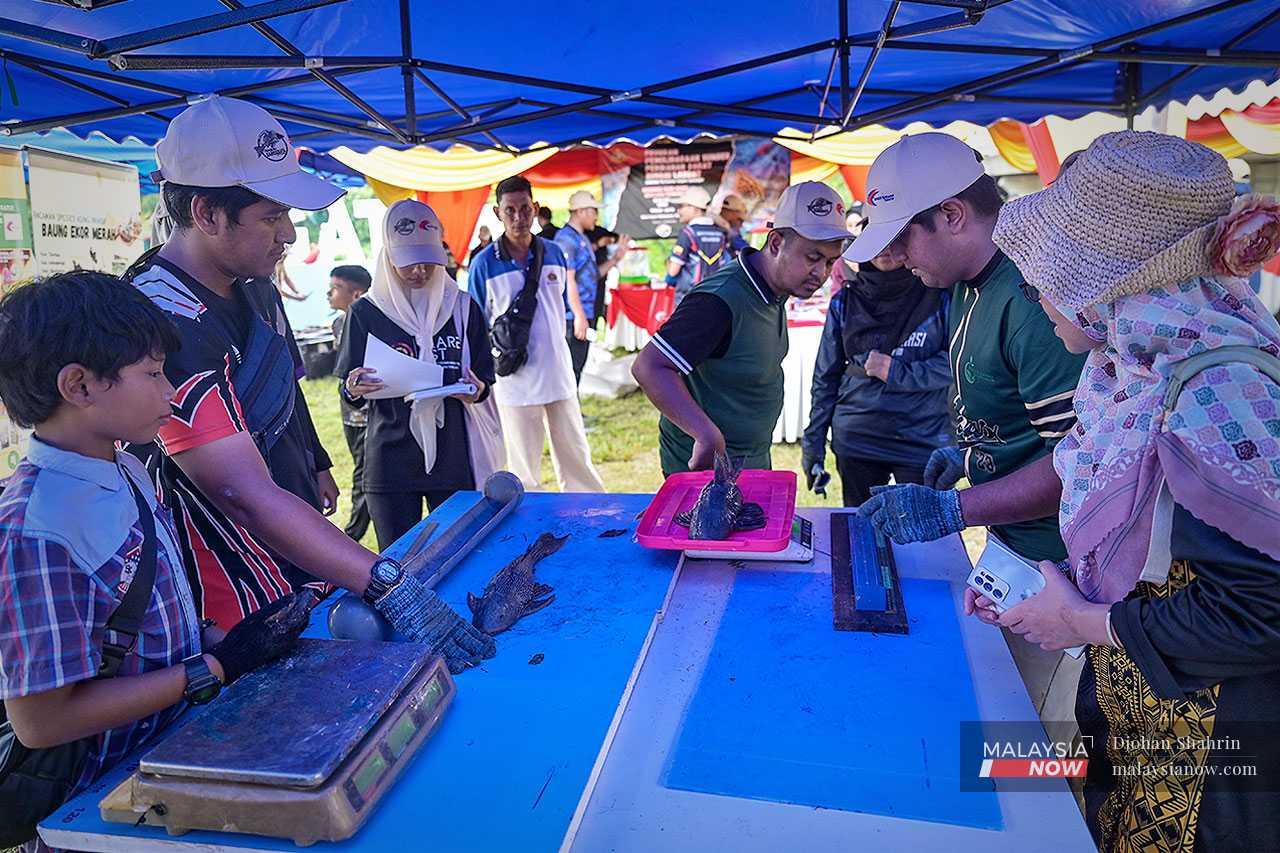 Sukarelawan Universiti Kebangsaan Malaysia dan kanak-kanak menimbang ikan bandaraya bagi merekodkan saiz dan berat, kemudian data tersebut akan diserahkan kepada Jabatan Perikanan Malaysia.