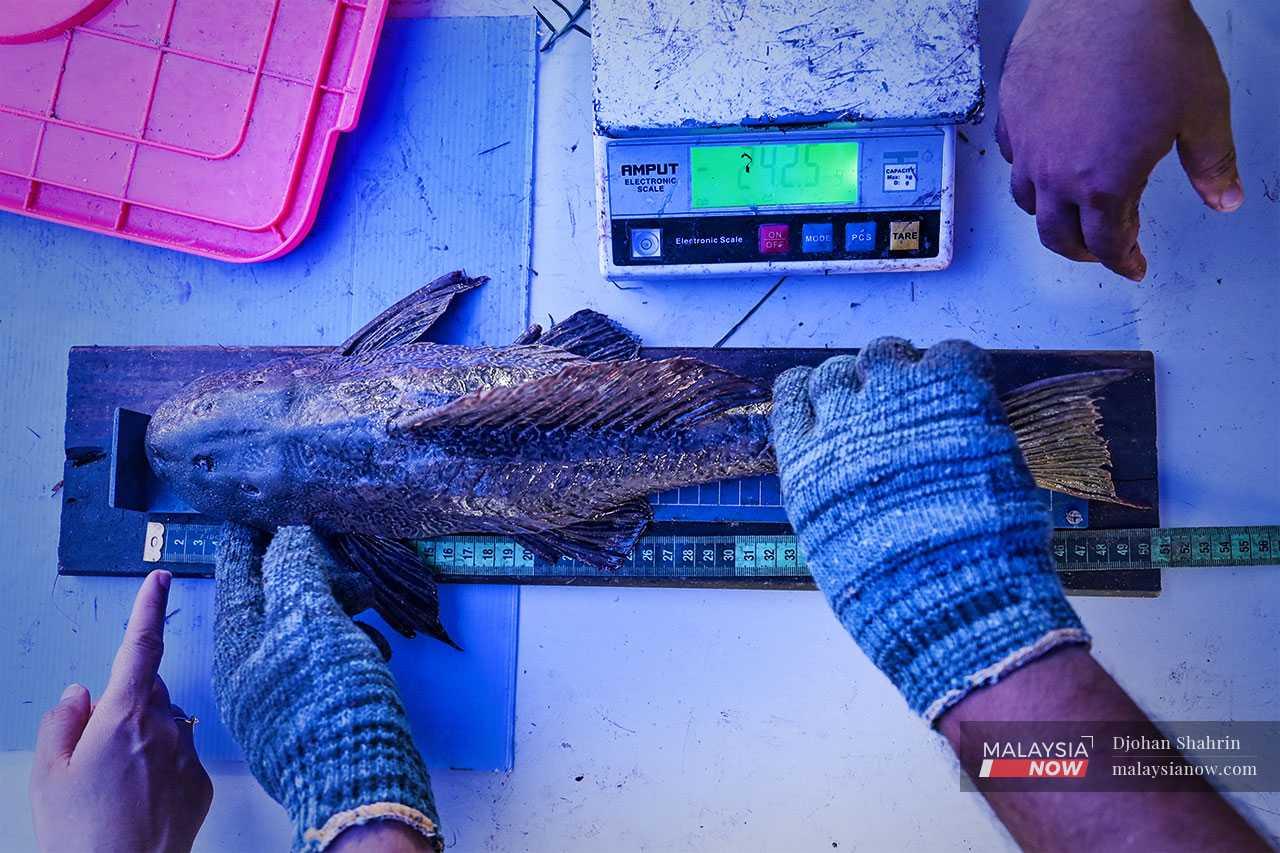 Sukarelawan mengambil ukuran panjang ikan bandaraya yang ditangkap.