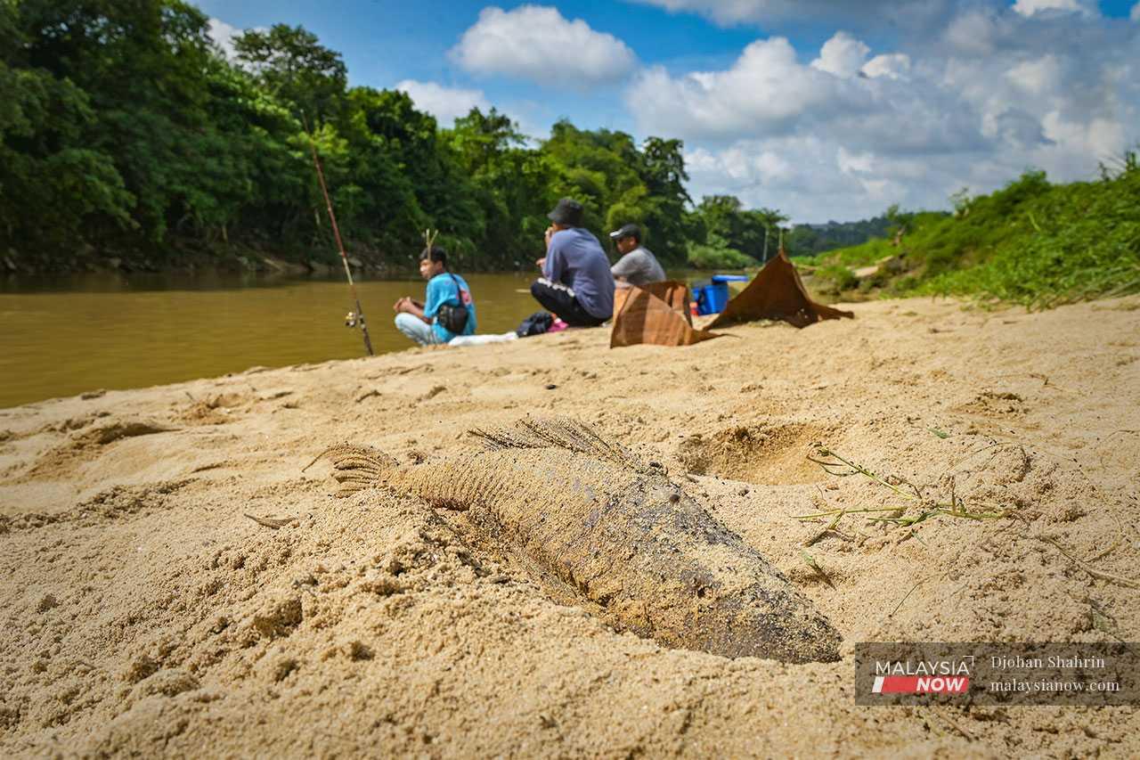 Ikan bandaraya gemar membuat lubang pada dinding tebing sungai sebagai sarangnya untuk bertelur dan menjadikan telur ikan tempatan sebagai makanannya. Ia selalunya dibiarkan mati oleh pemancing kerana ancamannya kepada ekosistem sungai di Malaysia.